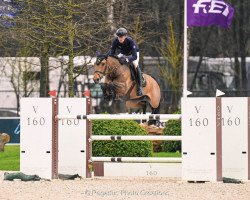 broodmare Brasilia de L'Abbaye (Selle Français, 2011, from Ugano Sitte)