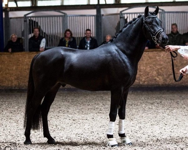 stallion Hamlet's Magnum XL (New Forest Pony, 2016, from Rossum's Fabrizio)