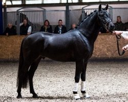 Deckhengst Hamlet's Magnum XL (New-Forest-Pony, 2016, von Rossum's Fabrizio)