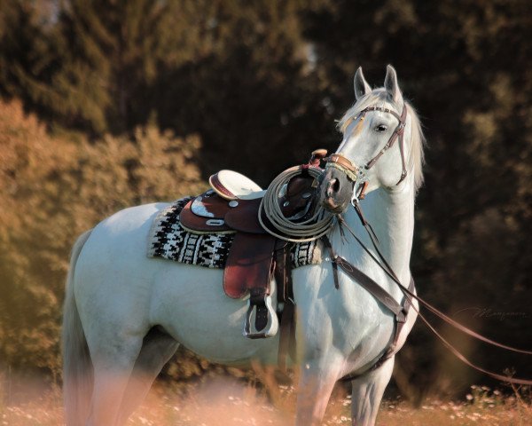 horse Manzanera JAC (Pura Raza Espanola (PRE), 2015, from Quebranto JAL)