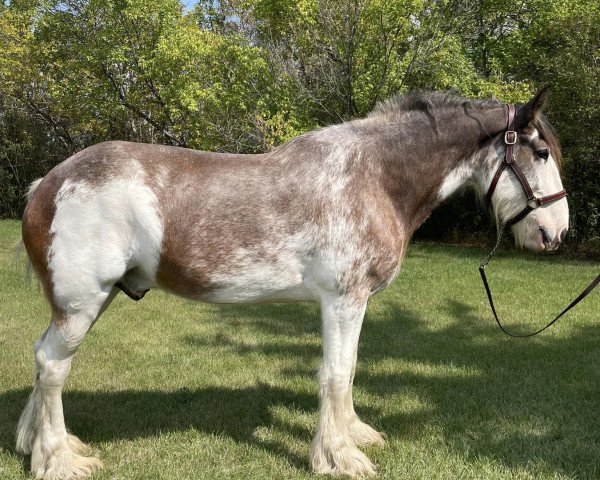 Pferd Hill Topper Above's Thor (Clydesdale, 2018, von Doura Above All)