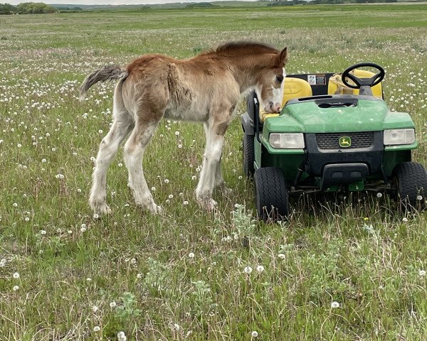 Pferd Wildman's Bruce Banner (Clydesdale, 2022, von Gor-Dey Key)