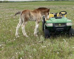 horse Wildman's Bruce Banner (Clydesdale, 2022, from Gor-Dey Key)