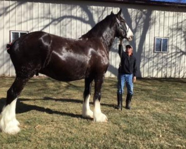 Zuchtstute Joseph Lake's Kara (Clydesdale, 2018, von Country Side Royal Senator)