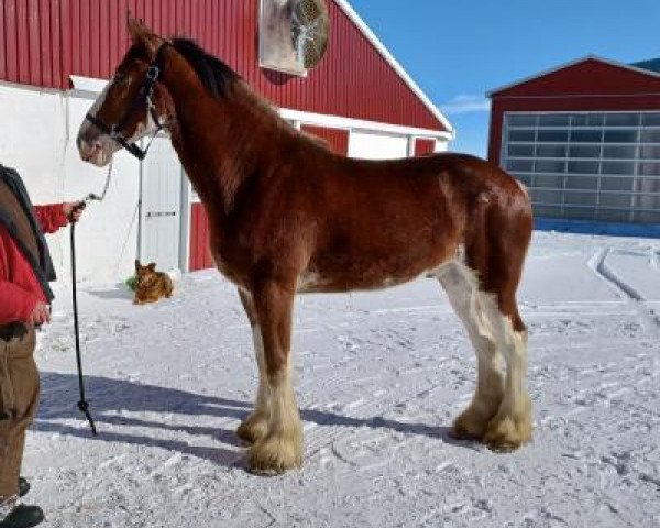 horse Mapledoon Celtic Harry (Clydesdale, 2019, from Irish Thunder's Celtic Quinn)