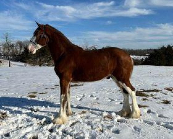 Pferd Ozark's Royal Jack (Clydesdale, 2020, von Ozark's Royal Bold Executive)