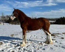 Pferd Ozark's Royal Jack (Clydesdale, 2020, von Ozark's Royal Bold Executive)