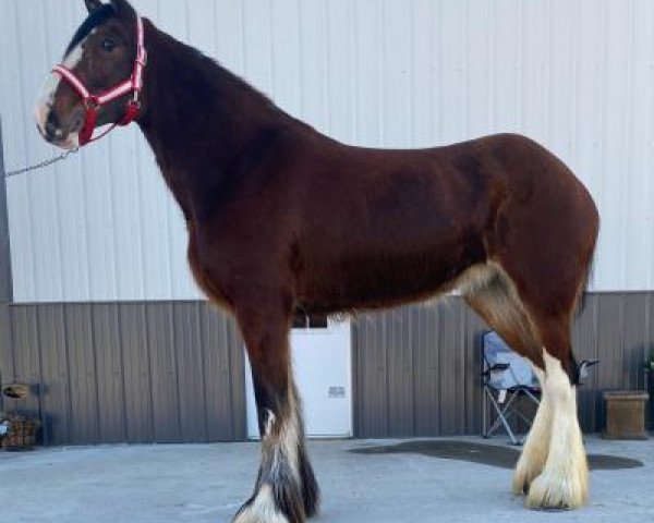 horse Pacific's R.P.S. April (Clydesdale, 2019, from Robyncroft Perfect Son)