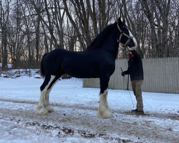 Pferd Ridgeview's Mr. Lincoln (Clydesdale, 2017, von Copper Hill's Master Bentley)