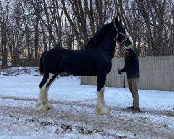 horse Ridgeview's Mr. Lincoln (Clydesdale, 2017, from Copper Hill's Master Bentley)