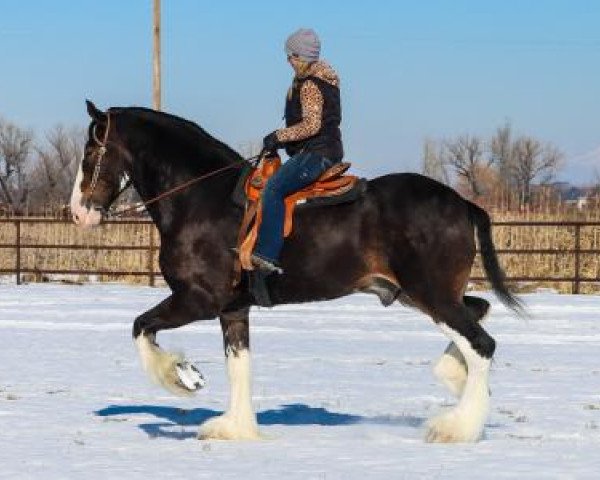 horse Somewhere Cody's Tucker (Clydesdale, 2015, from Somewhere Yankee's Cody)