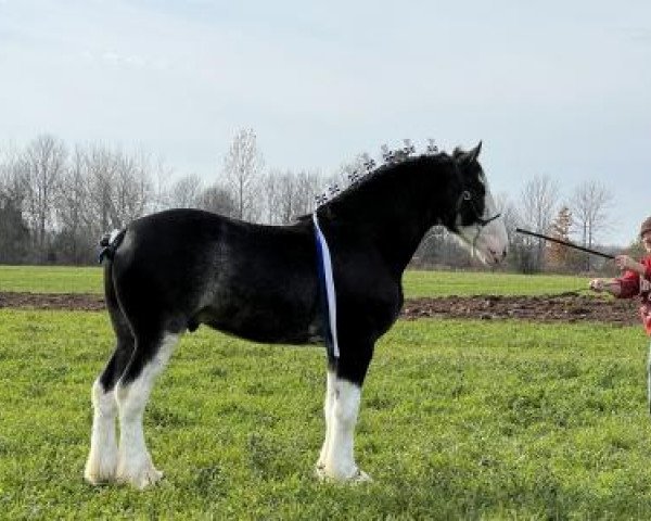 stallion Willow Way Thorn (Clydesdale, 2019, from Ozark's Royal View)