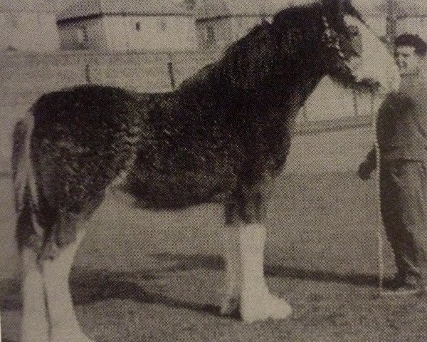 broodmare Windlaw Adeline (Clydesdale,  )