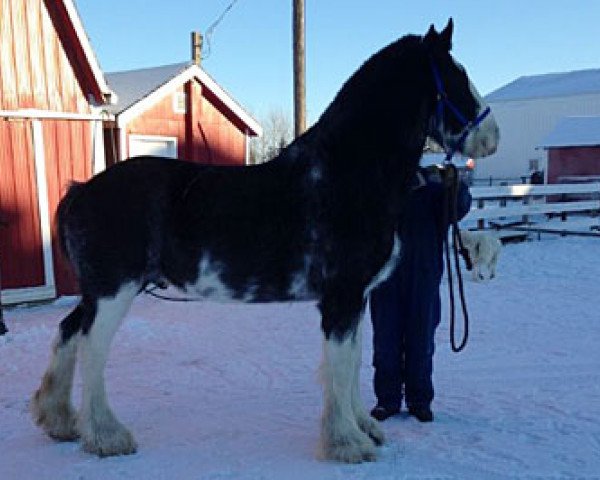 horse Wooden Spoke C-gar (Clydesdale, 2009, from Dew Ridge Prince 2nd)