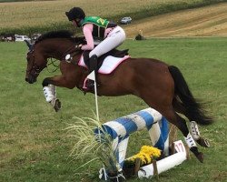 dressage horse Fokus Pokus (Polish Warmblood, 2009, from Placido)