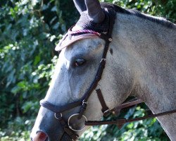 jumper Darsi's Dorie (Czech Warmblood, 2012, from Scyris xx)