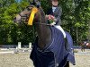 dressage horse Happies Little Sunshine (German Riding Pony, 2011, from Campari)