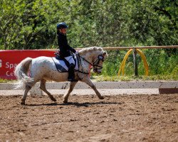 dressage horse Krümel (unknown, 2007)