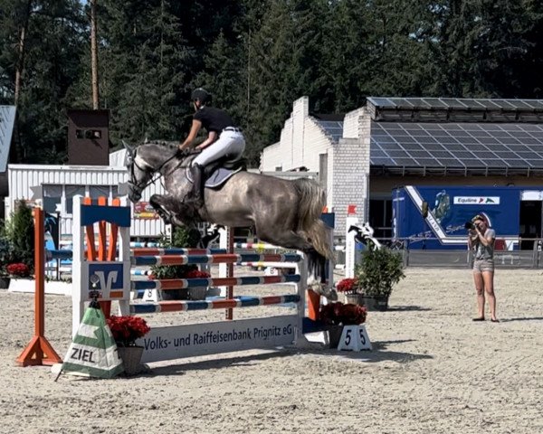 jumper Cristiano 10 (German Sport Horse, 2018, from Cellestial)