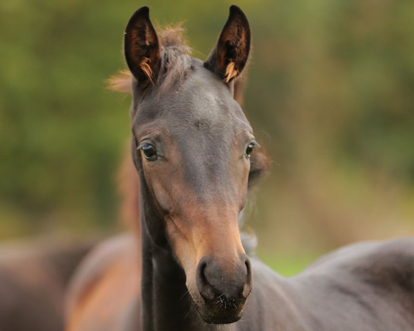 dressage horse Bon Que Bella (Westphalian, 2022, from Bon Courage 4)
