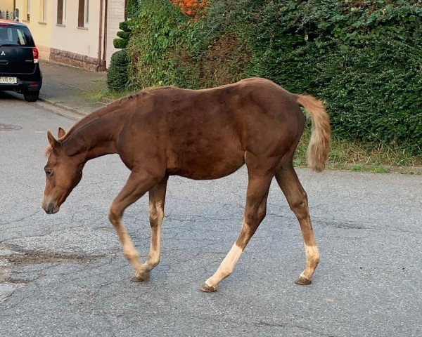 Pferd Footworks Spatgirl (Quarter Horse, 2023)