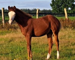 Pferd Smartest Trick MS (Quarter Horse, 2023)