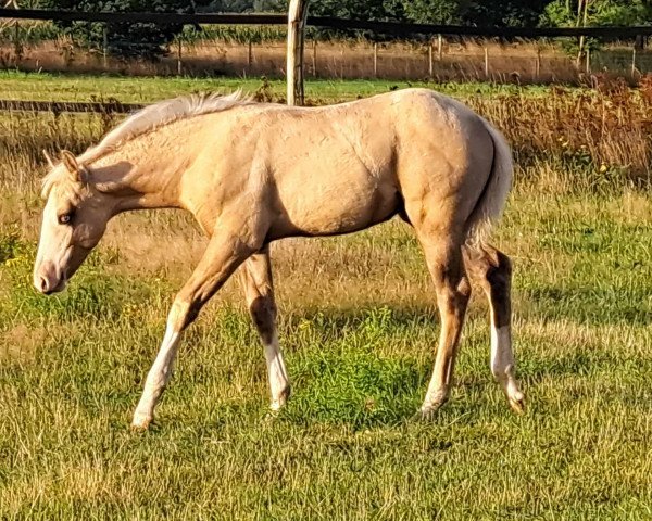 Pferd Frosty Mobster MS (Quarter Horse, 2023)