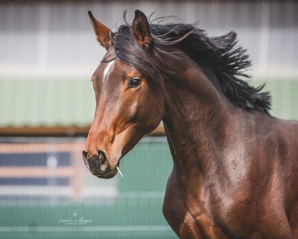 dressage horse Follower 6 (Westphalian, 2018, from Tannenhof's Fahrenheit)