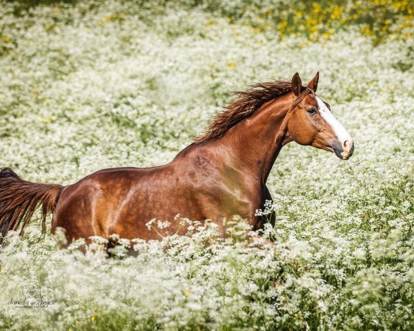 broodmare Farisa (Westphalian, 2010, from Florenciano 6)