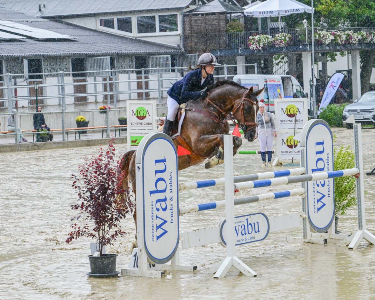 jumper Kitalpha (German Sport Horse, 2017, from Kannan)