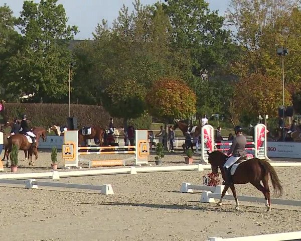 Reitturnier Frankenhof-Sonnefeld/Ofr. 2023