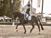 dressage horse Zick Zack 10 (German Sport Horse, 2015, from Birkhof's Zalando OLD)