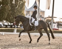 dressage horse Zick Zack 10 (German Sport Horse, 2015, from Birkhof's Zalando OLD)