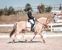 horse Hermes d'Ober (Fjord Horse, 2017, from Torsetblakken)