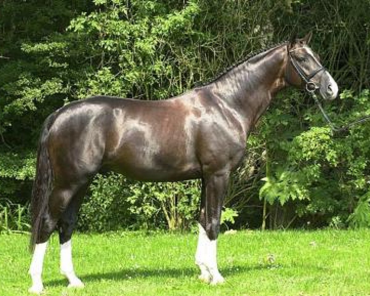 Deckhengst Falsterbo (Hannoveraner, 1998, von Fidermark)