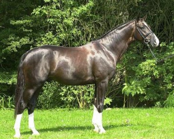 stallion Falsterbo (Hanoverian, 1998, from Fidermark)