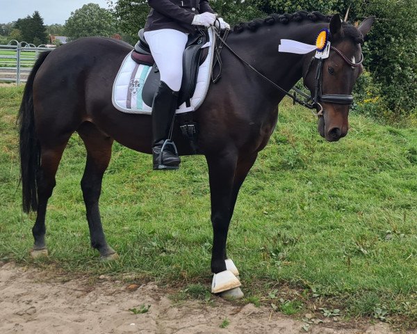 jumper Vinnieh Puh (German Riding Pony, 2018, from Vincent)