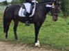 jumper Vinnieh Puh (German Riding Pony, 2018, from Vincent)