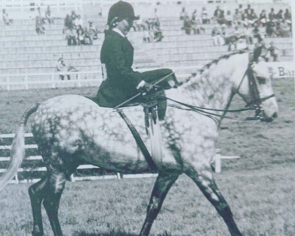 horse Brynore Snowball (Welsh-Pony (Section B), 1970, from Brynore Viking)