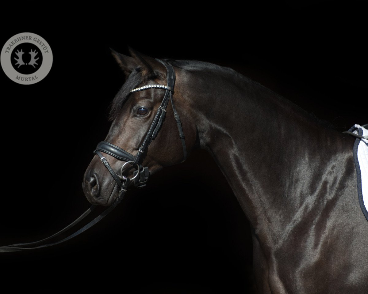 broodmare Himmelsrose (Trakehner, 2018, from Ivanhoe)