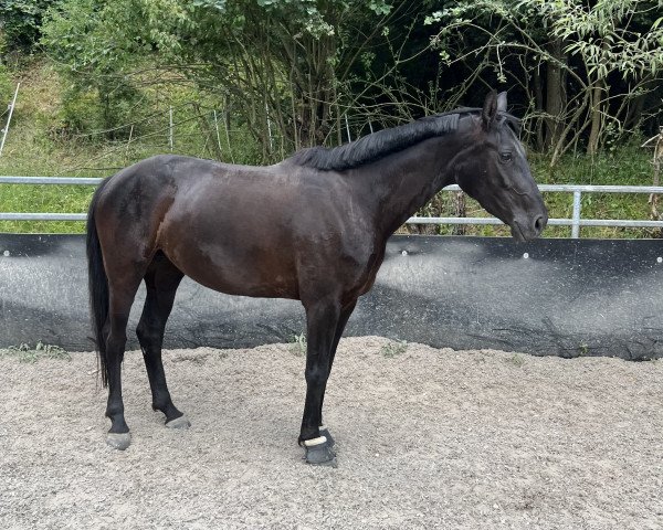 dressage horse Dione 14 (German Sport Horse, 2019, from Durello)