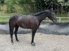 dressage horse Dione 14 (German Sport Horse, 2019, from Durello)