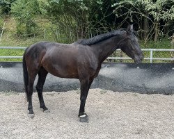 dressage horse Dione 14 (German Sport Horse, 2019, from Durello)