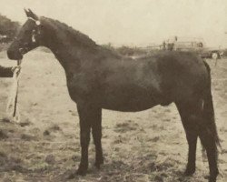 Deckhengst Rosevean High Wind (British Riding Pony, 1968, von Bwlch Hill Wind)