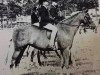 Zuchtstute Nantcol Arbennig (Welsh Pony (Sek.B), 1971, von Chirk Caradoc)