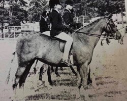 Zuchtstute Nantcol Arbennig (Welsh Pony (Sek.B), 1971, von Chirk Caradoc)