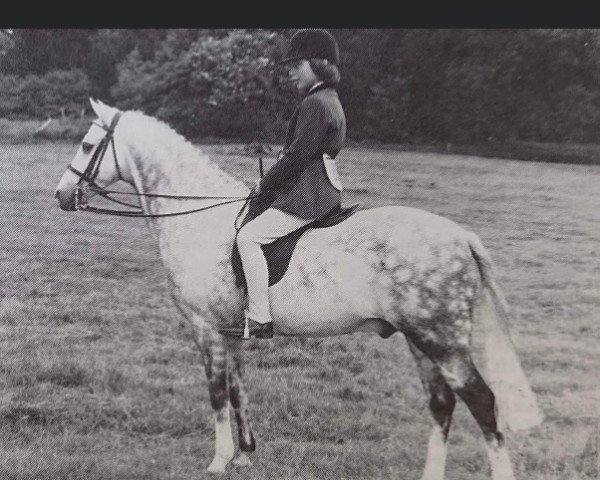 Pferd Sarnau Master James (Welsh Partbred, 1965, von Solway Master Bronze)