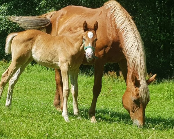 broodmare Marakanda II (Hanoverian, 2003, from Mont du Cantal AA)