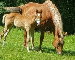 broodmare Marakanda II (Hanoverian, 2003, from Mont du Cantal AA)