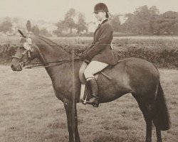 Zuchtstute Set Free of Oakley (British Riding Pony, 1965, von Bwlch Zephyr)